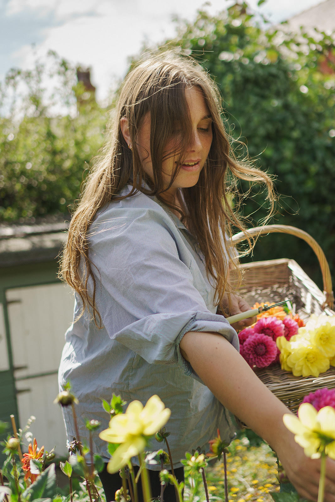 Jess owner of A book of petals dried flower florist picking pink yellow and orange dahlias and placing in a trug basket in the garden in the sun