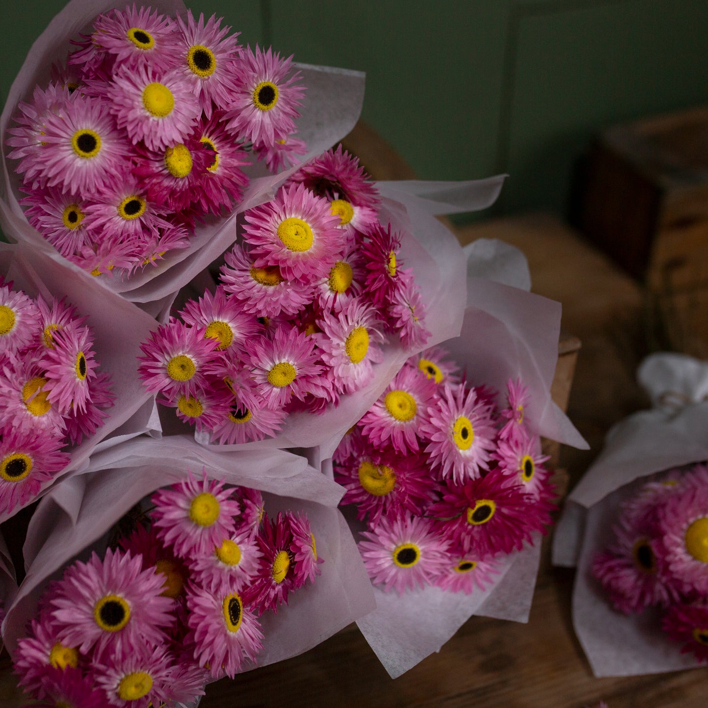 Homegrown Dried pink Paper Daisies