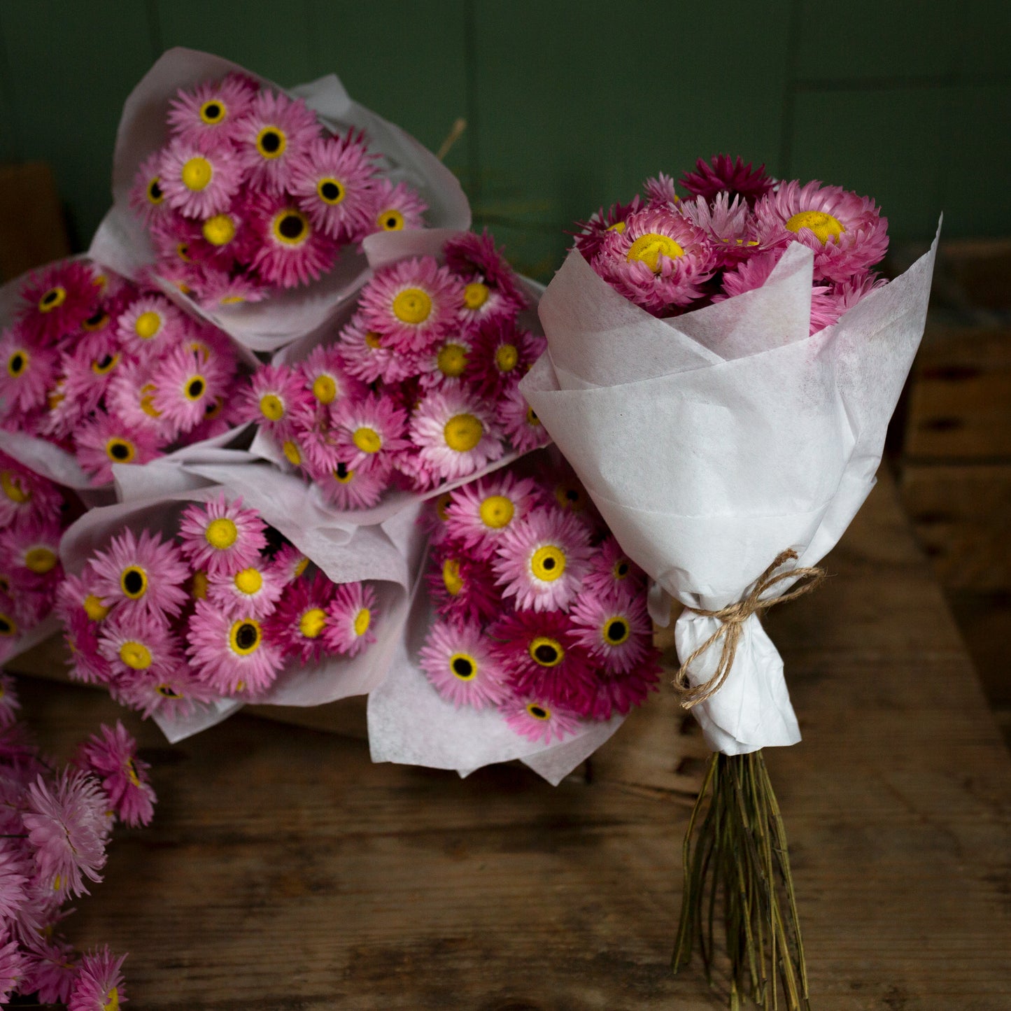 Homegrown Dried pink Paper Daisies