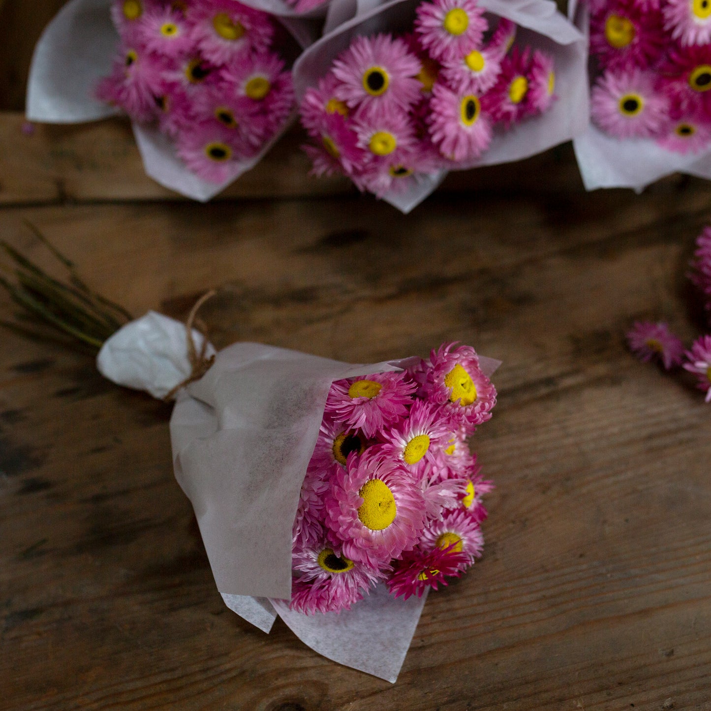 Homegrown Dried pink Paper Daisies