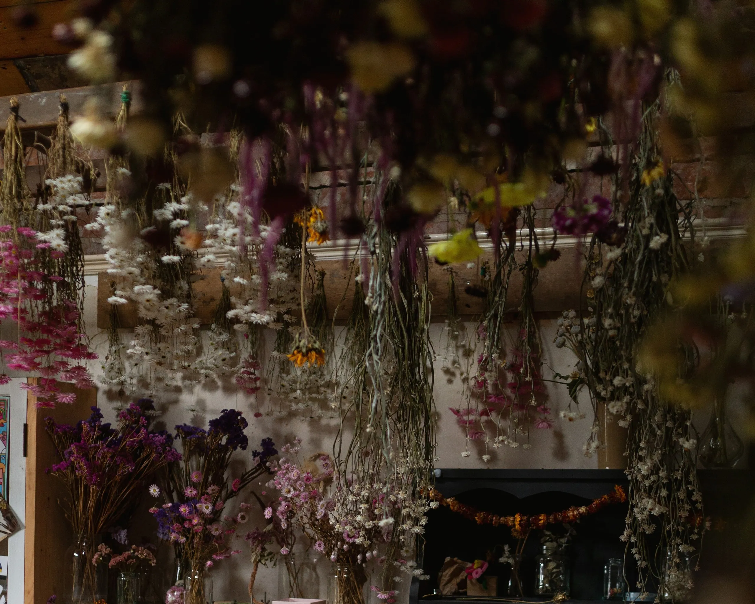 The studio: bunches of flowers hanging to dry above jars of dried stems.