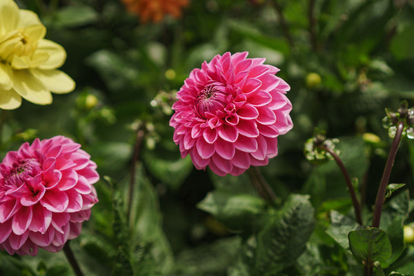 flower garden photo of 2 pink pompom dahlia and a yellow dahlia peaking at the left hand sizes 