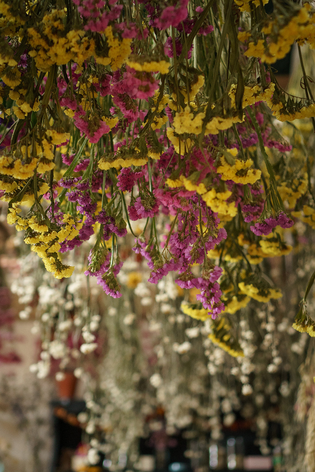 yellow and pink statice flowers drying hung up from a florist studio ceiling