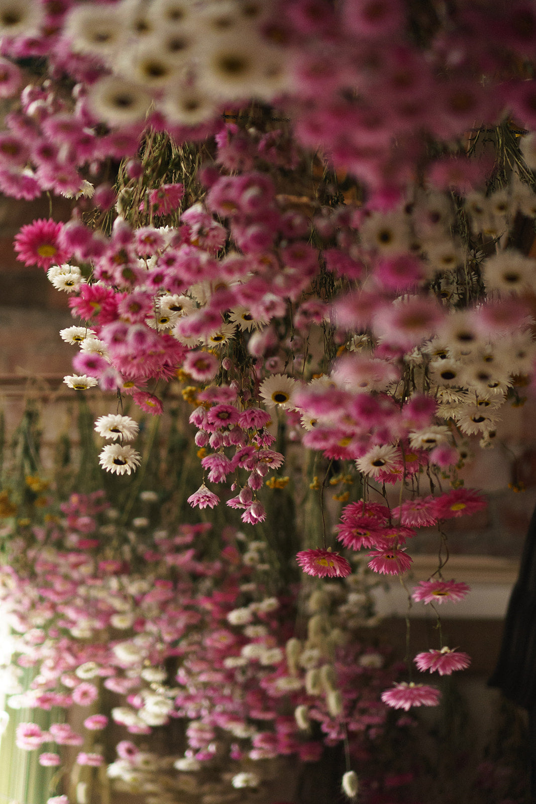 pink and white paper daisies strawflowers hanging to dry 