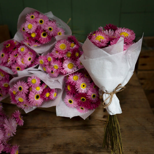 Homegrown Dried pink Paper Daisies